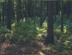 Mischwald
