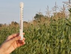 Termometer vor dem Feld