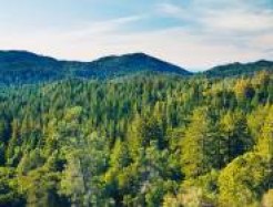 Wald